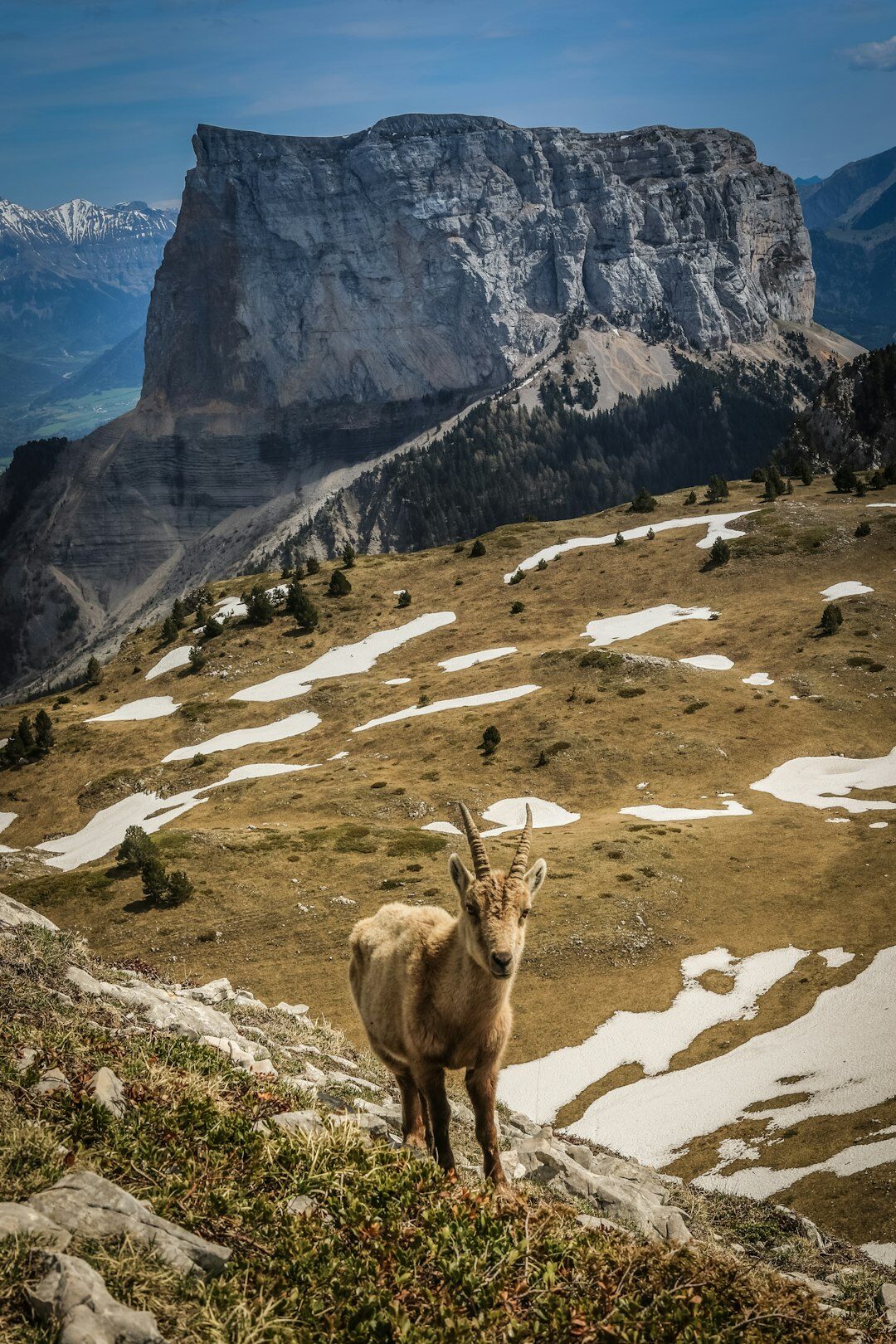 ibex on mountain